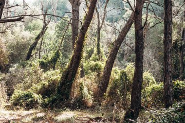 Sainte-Marguerite Adası 'nda güneşli çam ormanı yolu