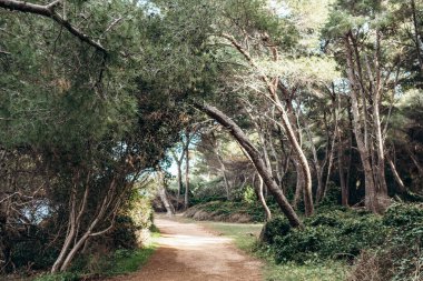 Sainte-Marguerite Adası 'nda güneşli çam ormanı yolu