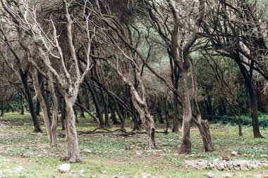 Sainte-Marguerite Adası 'ndaki çam ormanındaki tarihi Müslüman mezarlığı..