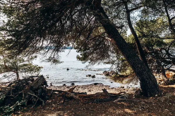 Sainte-Marguerite Adası 'nın manzaralı kıyı manzaraları. Çam ağaçları, kayalık kıyılar ve turkuaz deniz..