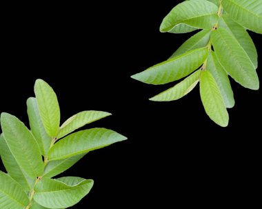 Green leaves isolated on black background with clipping path and copy space.