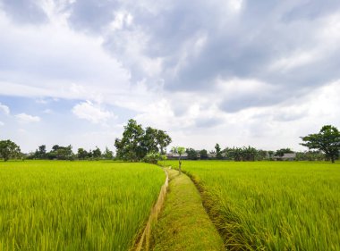Green rice field with blue sky and white cloud background.