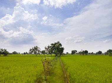 Green rice field with blue sky and white cloud background.