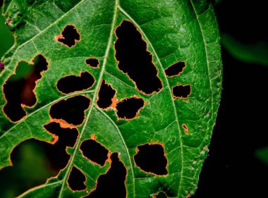 Close-up texture of a leaf full of holes