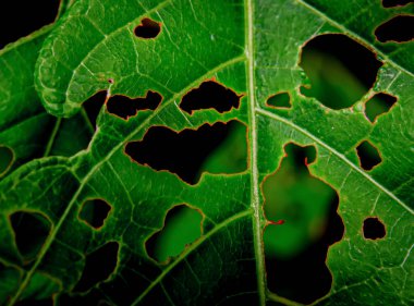 Close-up texture of a leaf full of holes