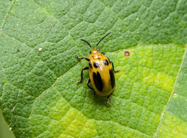 Epilachna borealis is a kind of yellow beetle that has a pattern of black spots on its back