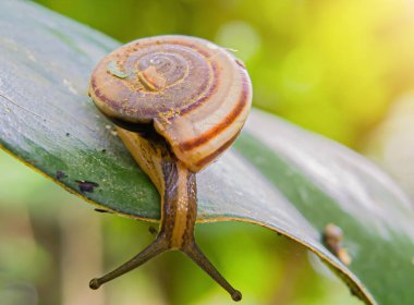 Monachoides vicinus or land slug, this slug is often found in damp places such as just after rain