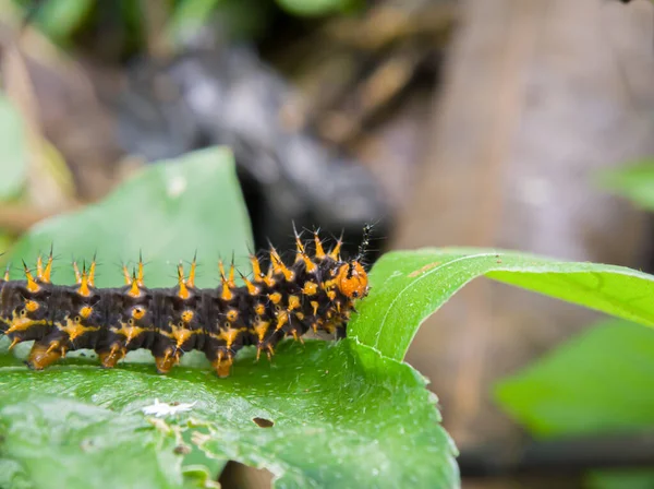 A black orange caterpillar crawling on a leaf