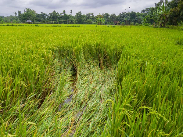Rice plants in the fields collapsed due to the intensity of heavy rains and strong winds