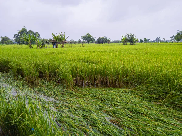 Rice plants in the fields collapsed due to the intensity of heavy rains and strong winds
