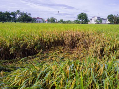 Rice plants in the fields collapsed due to the intensity of heavy rains and strong winds