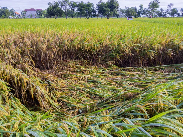 Rice plants in the fields collapsed due to the intensity of heavy rains and strong winds