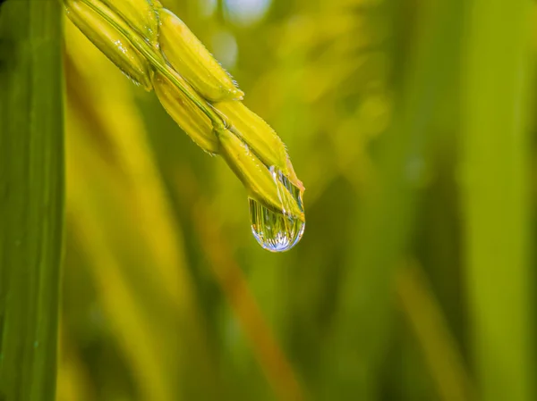 Close up - paddy field in the morning