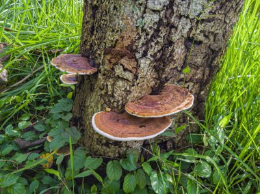 Ganoderma applanatum . This mushroom is brown and and grow on trees