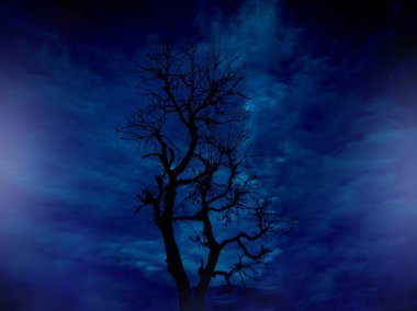 Spooky black dry trees in mystical forest and spooky dark blue sky. Halloween background