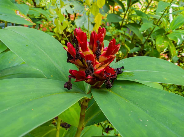 Costus barbatus or spiral ginger. This flower is red and has green leaves