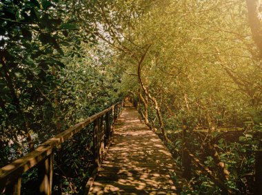 Wooden path in forest with sunshine. Wooden paths in mangroves and sunshine for a place of meditation and relaxation