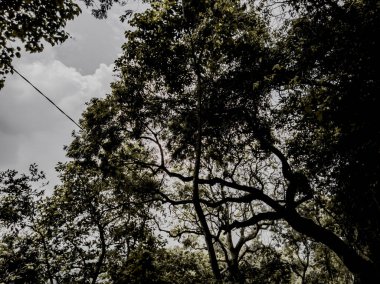 Shady trees in the forest. tree in the jungle