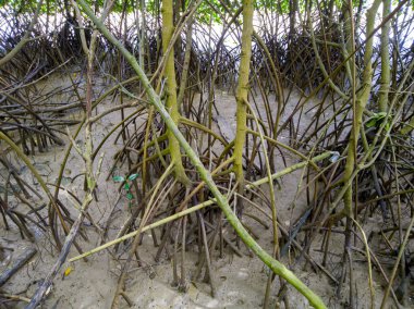Mangrove tree roots, to protect against erosion 