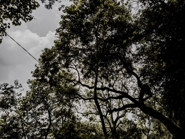 Shady trees in the forest. tree in the jungle