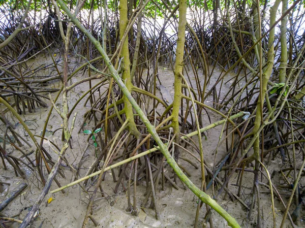 Mangrov ağacı kökleri, erozyondan korunmak için. 