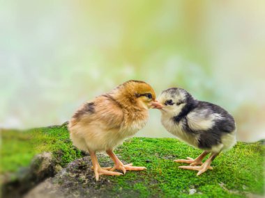 Bulanık yaz geçmişi olan iki siyah ve sarı piliç arkadaş, Bokeh. Dekoratif ve yaratıcı tasarım