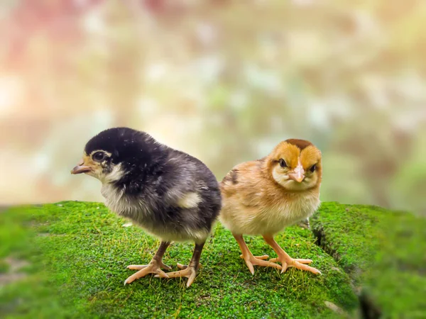 Couple Two Black Yellow Chicks Friends Blurry Summer Nature Background — Stock Photo, Image