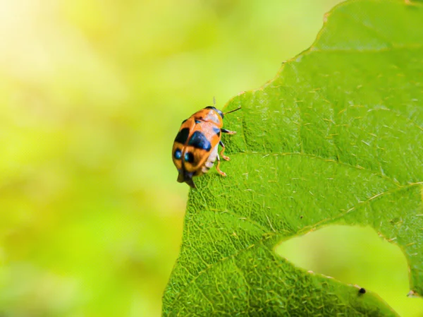 stock image Clytrini, this beetle has an orange back color. focus on beetle