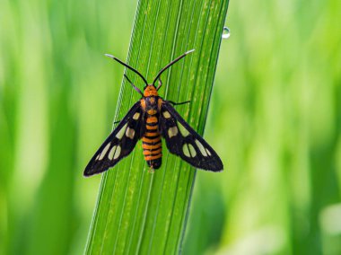 Amata huebneri yaprak üzerinde. Hayvanlara odaklan. 