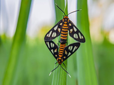 Yaprağın üzerinde bir çift huebneri amata güvesi. Hayvanlara odaklan.
