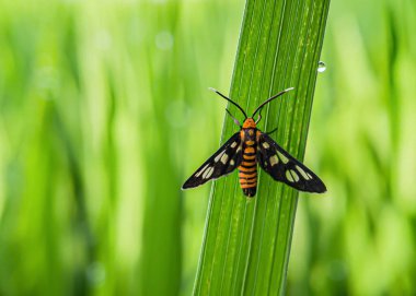 Amata huebneri yaprak üzerinde. Hayvanlara odaklan. 