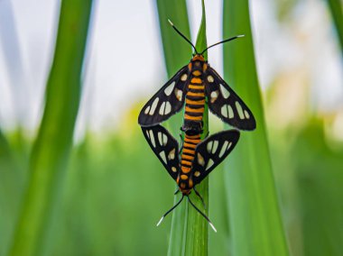 Yaprağın üzerinde bir çift huebneri amata güvesi. Hayvanlara odaklan.