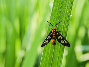 Amata huebneri yaprak üzerinde. Hayvanlara odaklan. 