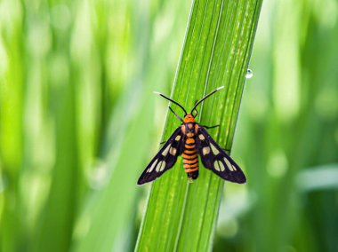 Amata huebneri yaprak üzerinde. Hayvanlara odaklan. 