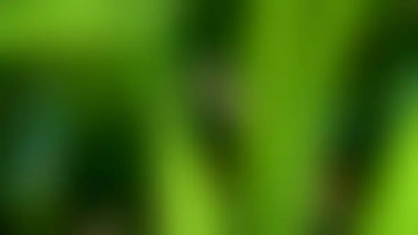 Verschwommenes Laub Abstrakter Hintergrund Dunkelgrüne Farbe Natur Hintergrund Für Vorlage — Stockfoto
