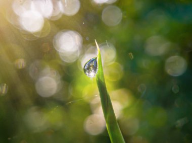 Kapat. Yaprakların üzerindeki çiy damlaları, bulanık doğa arka planına sahip, bokeh. Yazmak için boş alana sahip. Yaprağa odaklan