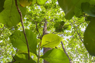 Yeşillik yapraklı meşe ağaçları ve tropik ormanlarda yetişen büyük gövdeler. Düşük açılı meşe ağacı. Ağaca odaklan. Diğerlerine benziyor.