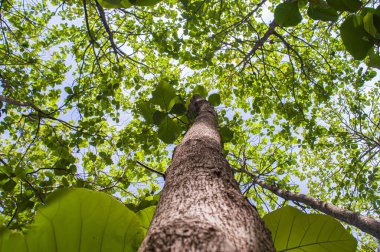 Yeşillik yapraklı meşe ağaçları ve tropik ormanlarda yetişen büyük gövdeler. Düşük açılı meşe ağacı. Ağaca odaklan. Diğerlerine benziyor.