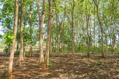 Endonezya 'nın tropikal ormanlarında yetişen birkaç meşe ağacının doğal bir manzarası. Meşe ağacına odaklan. Diğerlerine benziyor. 
