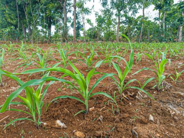 Bir tarlada yetişen genç yeşil mısır bitkilerinin yakın görüntüsü. Bitkiye odaklan. Genç mısır bitkileri Asya ülkelerinde yetişir.