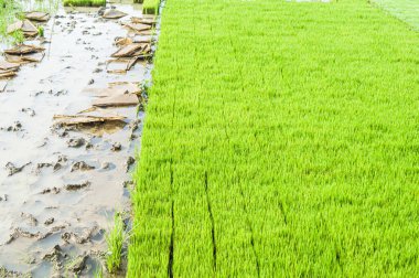 Kırsal bir pirinç tarlasında taze yeşil pirinç bitkileri. Paddy 'ye odaklan. Diğerlerine benzer.