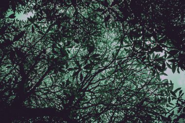 Hayaletli orman hayaleti. Ormanda korkunç bir ağaç, alçak açılı, tam gövdeli. Ürkütücü ağaç arka planı ve yeşil renk tonu. Ağaca odaklan, diğer ağaçlara benzer.