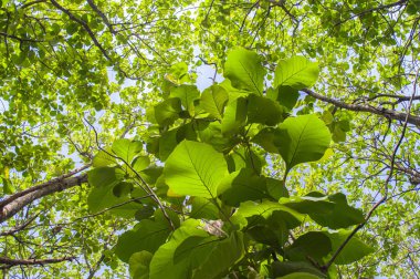 Yeşillik yapraklı meşe ağaçları ve tropik ormanlarda yetişen büyük gövdeler. Düşük açılı meşe ağacı. Ağaca odaklan. Diğerlerine benziyor.