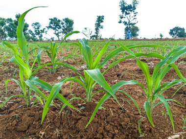 Bir tarlada yetişen genç yeşil mısır bitkilerinin yakın görüntüsü. Bitkiye odaklan. Genç mısır bitkileri Asya ülkelerinde yetişir.