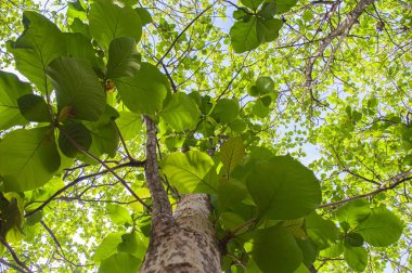 Yeşillik yapraklı meşe ağaçları ve tropik ormanlarda yetişen büyük gövdeler. Düşük açılı meşe ağacı. Ağaca odaklan. Diğerlerine benziyor.