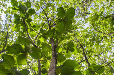 Yeşillik yapraklı meşe ağaçları ve tropik ormanlarda yetişen büyük gövdeler. Düşük açılı meşe ağacı. Ağaca odaklan. Diğerlerine benziyor.
