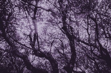 Hayaletli orman hayaleti. Ormanda korkunç bir ağaç, alçak açılı, tam gövdeli. Ürkütücü ağaç arka planında mor, gri, tek renk tonu var. Ağaca odaklan, diğer ağaçlara benzer.