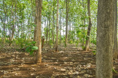 Endonezya 'nın tropikal ormanlarında yetişen birkaç meşe ağacının doğal bir manzarası. Meşe ağacına odaklan. Diğerlerine benziyor. 