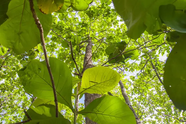 Yeşillik yapraklı meşe ağaçları ve tropik ormanlarda yetişen büyük gövdeler. Düşük açılı meşe ağacı. Ağaca odaklan. Diğerlerine benziyor.
