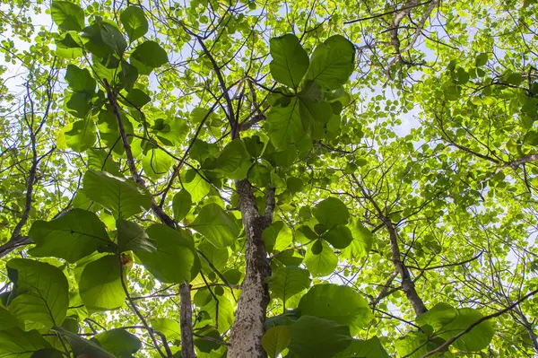 Yeşillik yapraklı meşe ağaçları ve tropik ormanlarda yetişen büyük gövdeler. Düşük açılı meşe ağacı. Ağaca odaklan. Diğerlerine benziyor.